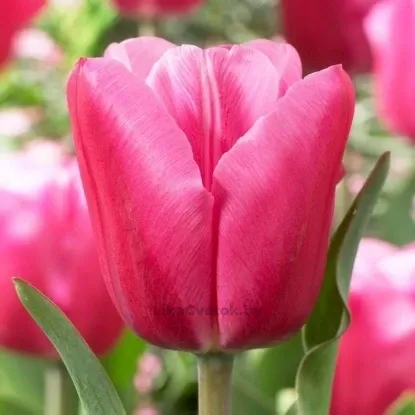 Тюльпан Джамбо Пинк