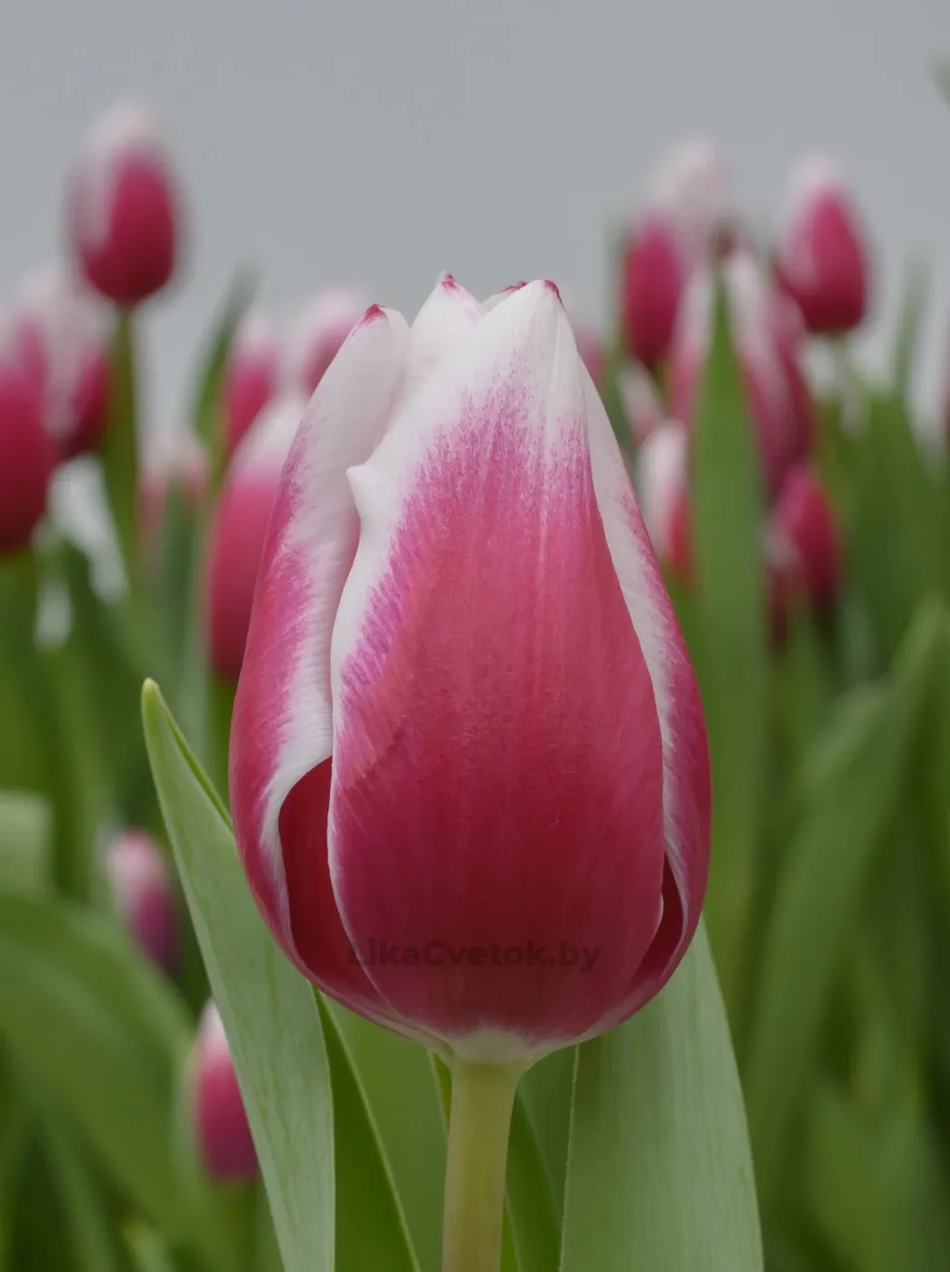 Тюльпан Камалия