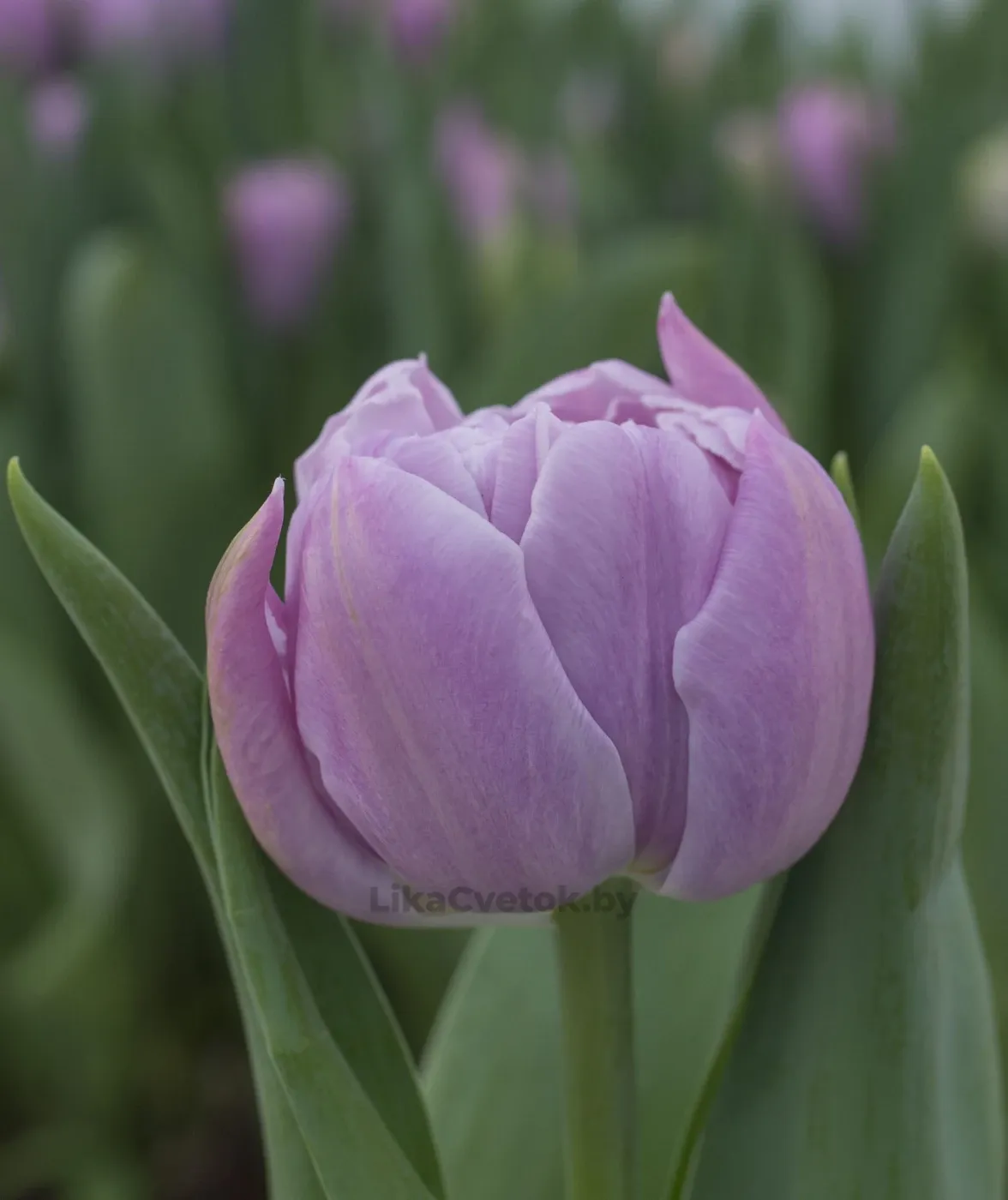 Тюльпан Катинка