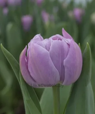 Тюльпан Катинка