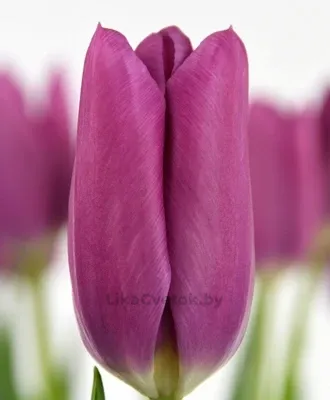 Тюльпан Киша