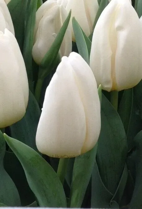 Тюльпан Кобла