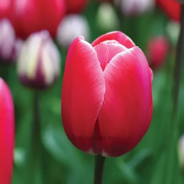 Тюльпан Кунг Фу