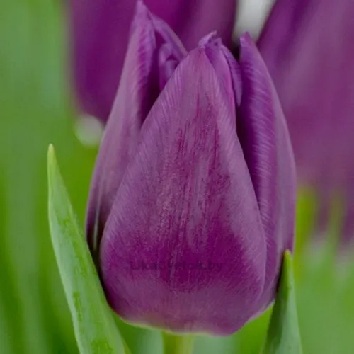 Тюльпан Лаптоп