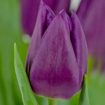 Тюльпан Лаптоп