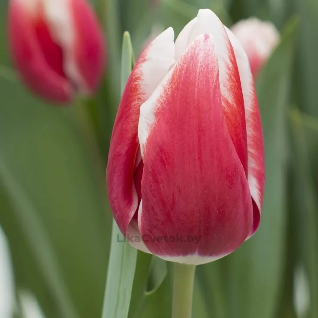 Тюльпан Лех Валеса