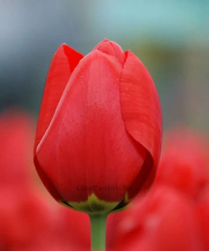 Тюльпан Лефеберс Мемори