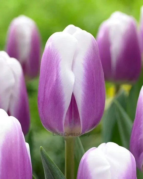 Тюльпан Либридже