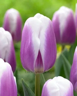 Тюльпан Либридже