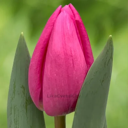 Тюльпан Линколн