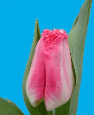 Тюльпан Лингери