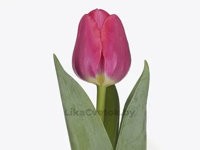 Тюльпан Липстик