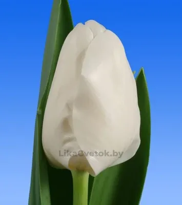 Тюльпан Литоувэн