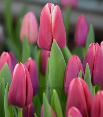 Тюльпан Лорнах