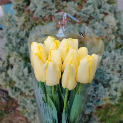 Тюльпан Малайзия