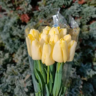 Тюльпан Малайзия