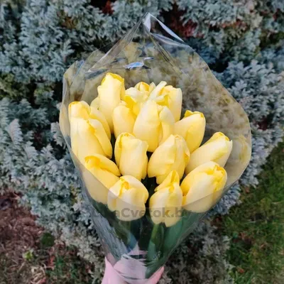 Тюльпан Малайзия