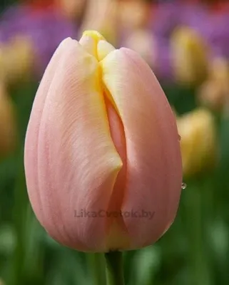 Тюльпан Манго Чарм