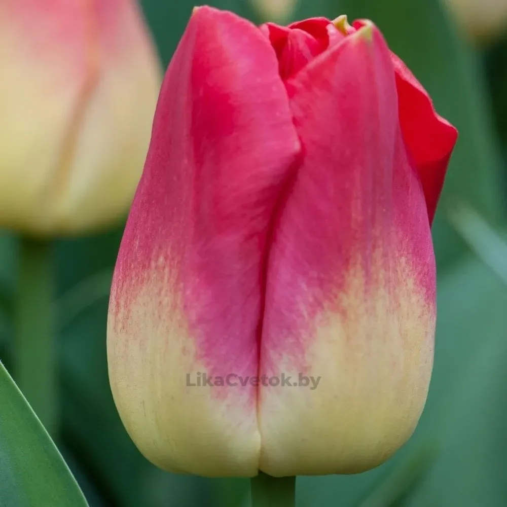 Тюльпан Матч