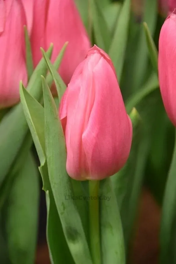 Тюльпан Матчмейкер