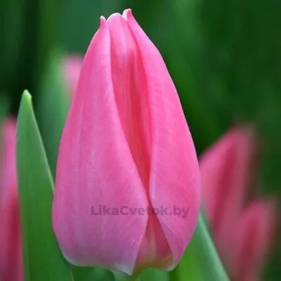 Тюльпан Матис