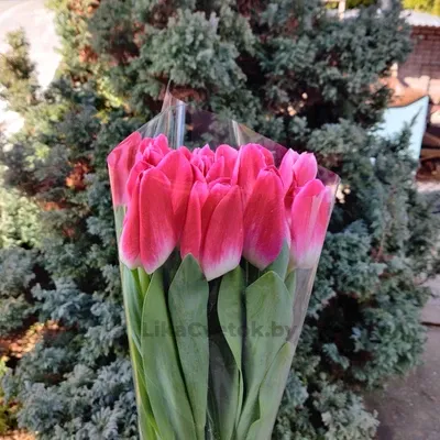 Тюльпан Мемфис