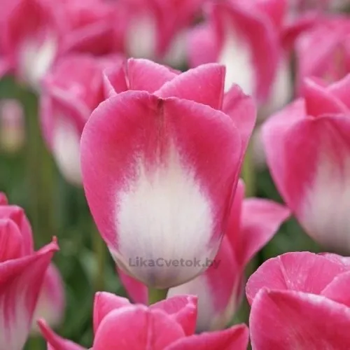 Тюльпан Мемфис