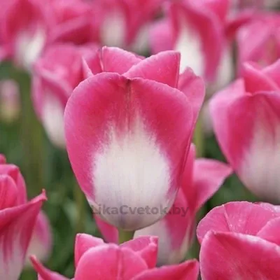 Тюльпан Мемфис