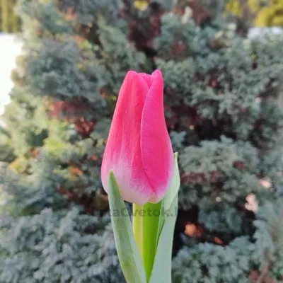 Тюльпан Мемфис