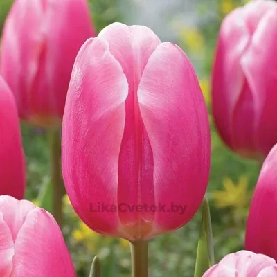 Тюльпан Милкшейк