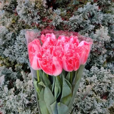 Тюльпан Нэглиже