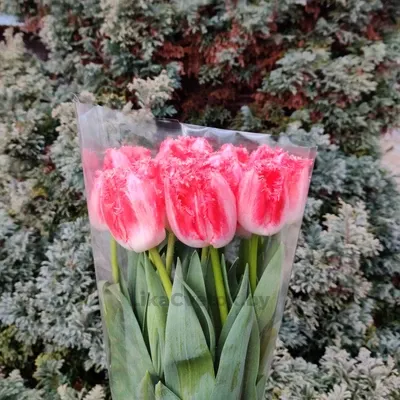 Тюльпан Нэглиже