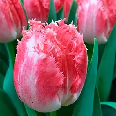 Тюльпан Нэглиже