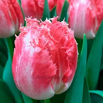 Тюльпан Нэглиже