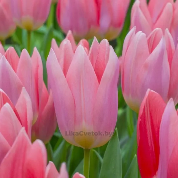 Тюльпан Непер