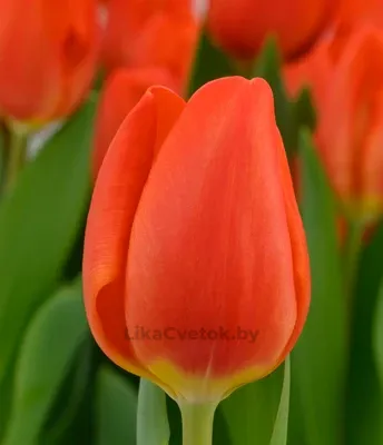 Тюльпан Орандж Шерпа