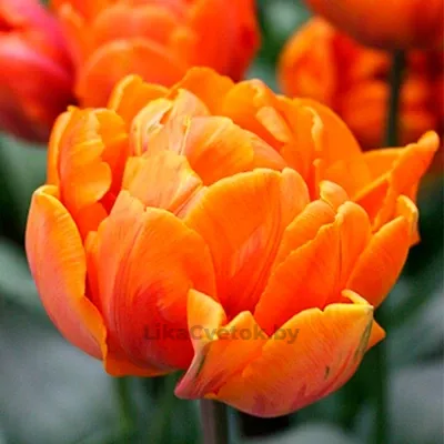 Тюльпан Орка