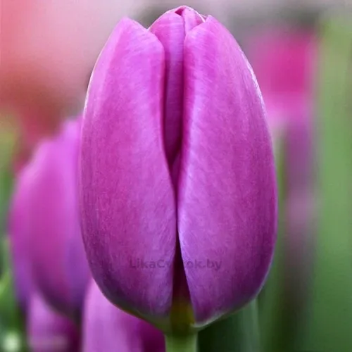 Тюльпан Озон