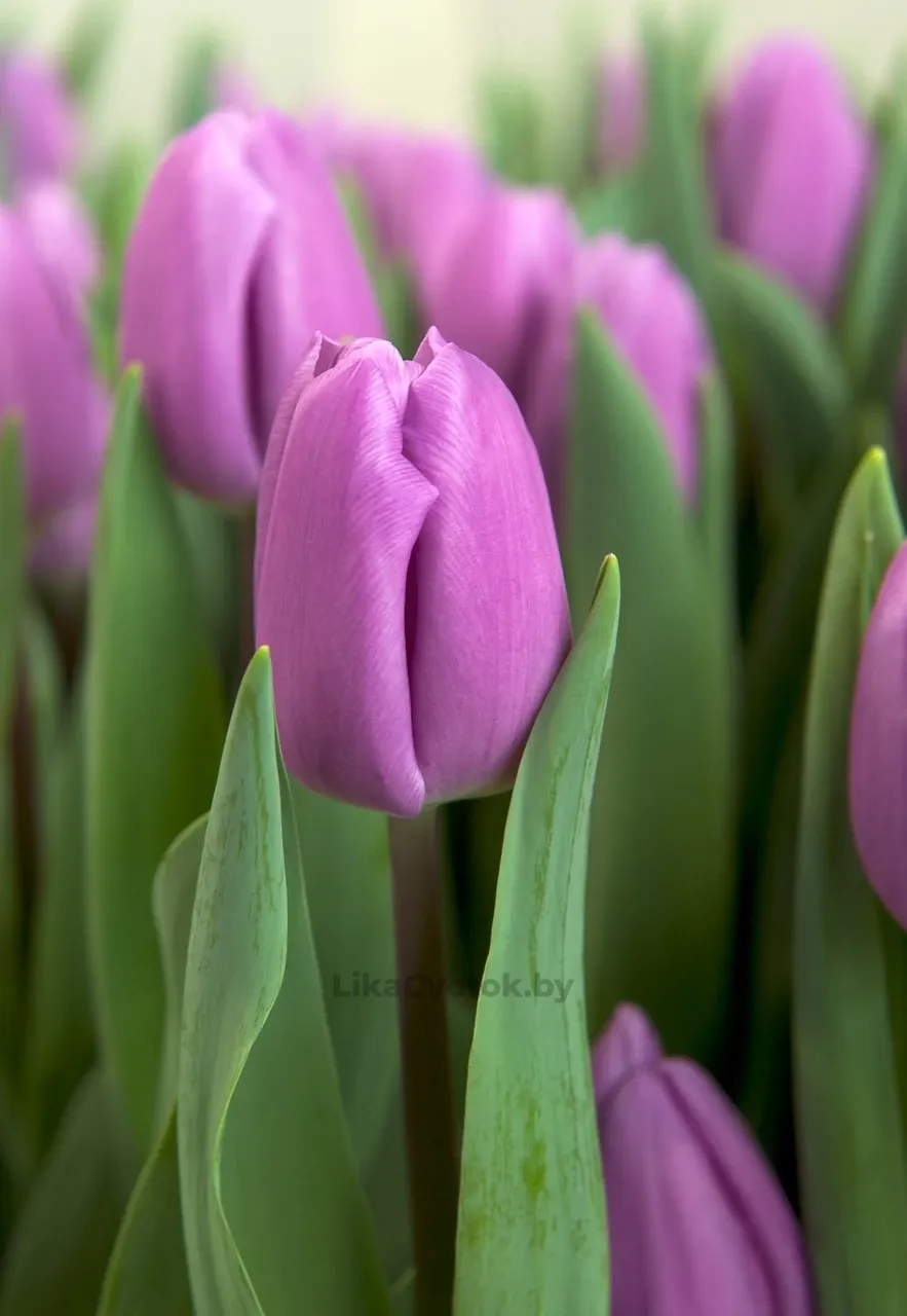 Тюльпан Парадэро