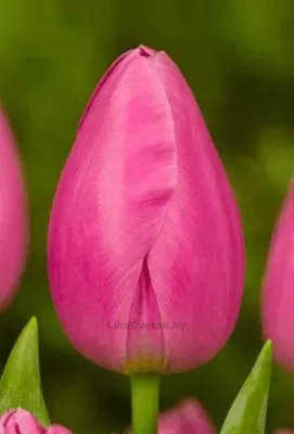 Тюльпан Пинк Ардур