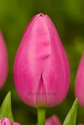 Тюльпан Пинк Ардур
