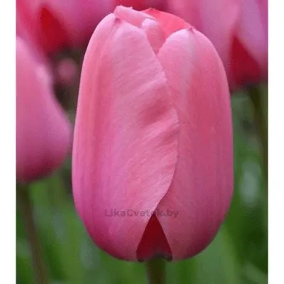 Тюльпан Пинк Бриз