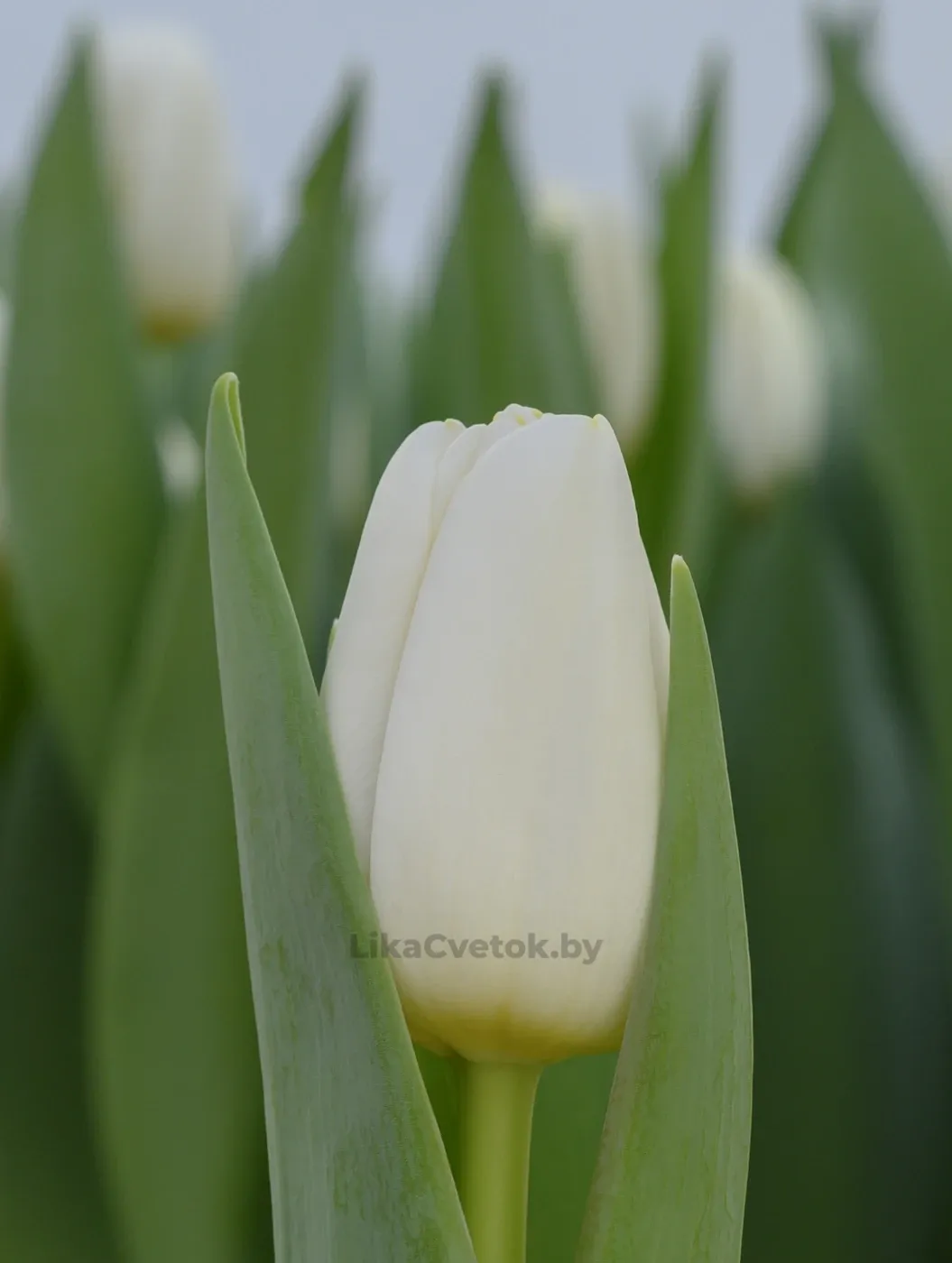 Тюльпан Полестар