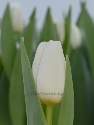 Тюльпан Полестар