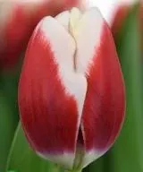 Тюльпан Посейдон