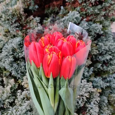 Тюльпан Пауэр Плэй