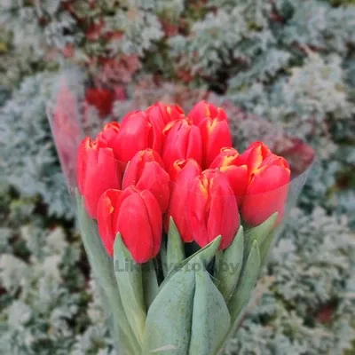 Тюльпан Пауэр Плэй