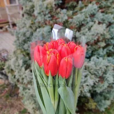 Тюльпан Пауэр Плэй