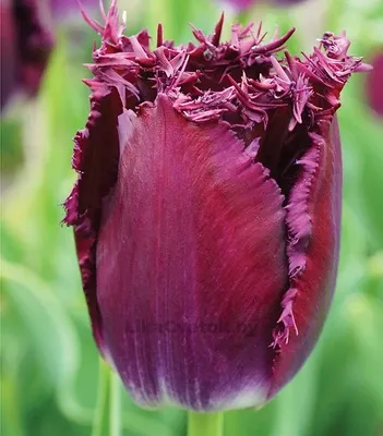 Тюльпан Пёрпл Кристал