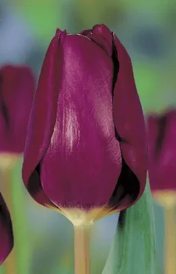 Тюльпан Пурпл Леди